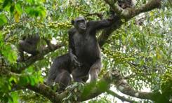 MDG : DRC : Chimpanzees in Tongo forest, Virunga National Park, DR Congo
